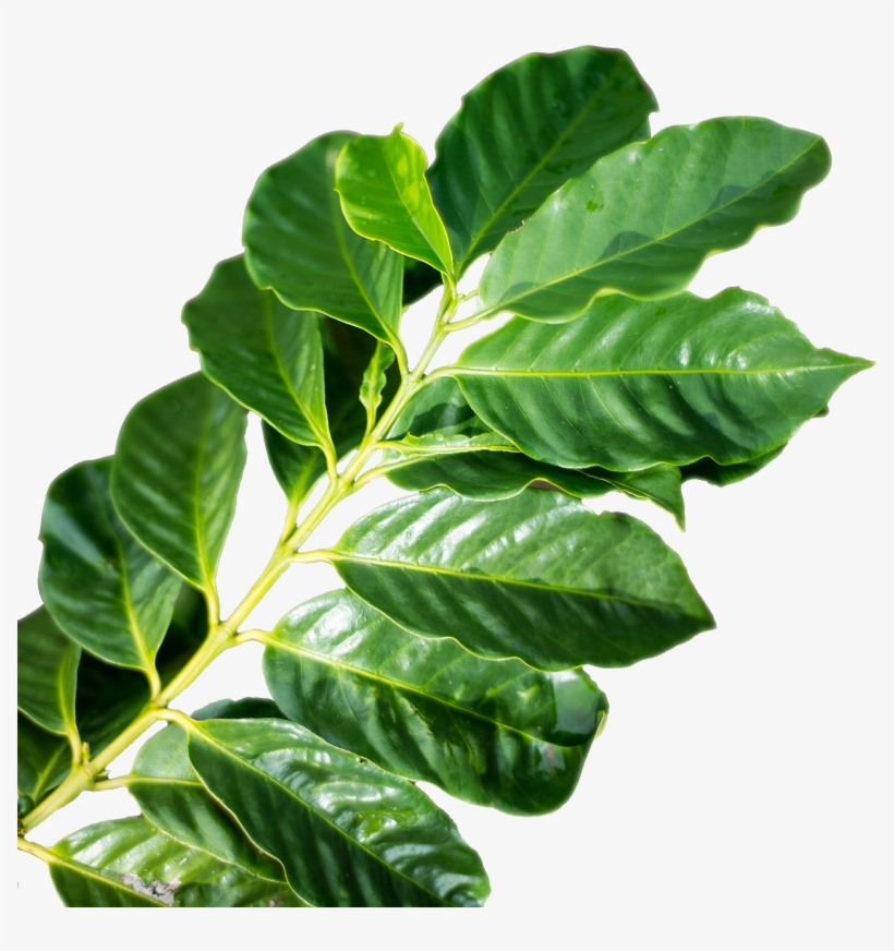 Coffee-leaf - Ebony Trees And Persimmons, transparent png