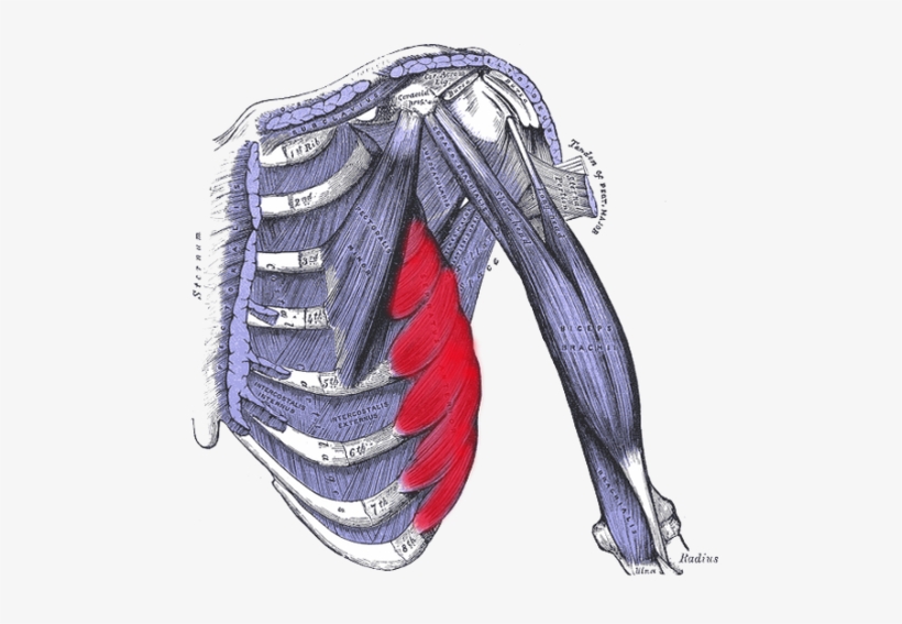 Rib Injuries As Well As Rib Pain Of An Unknown Origin - False Bones And Muscles Of The Arms, Chest And Hands:, transparent png