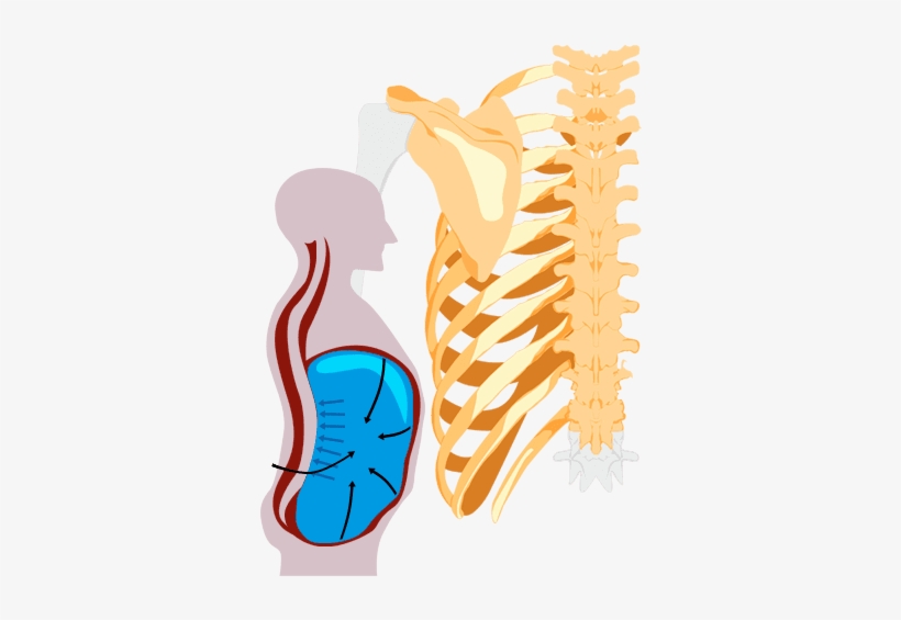 Anatomy Img - Illustration, transparent png