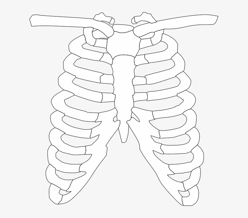 Rib Cage, Ribs, Bones, Human - Huesos Del Torax Para Colorear, transparent png