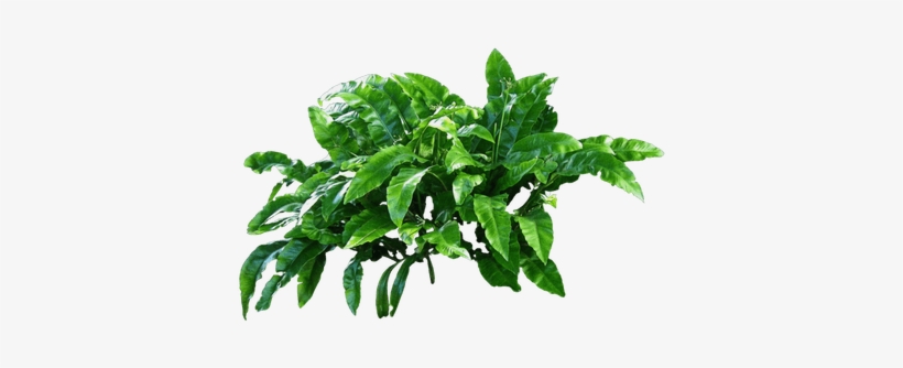 Scientific Names Of Plants Animals And Flowers, transparent png