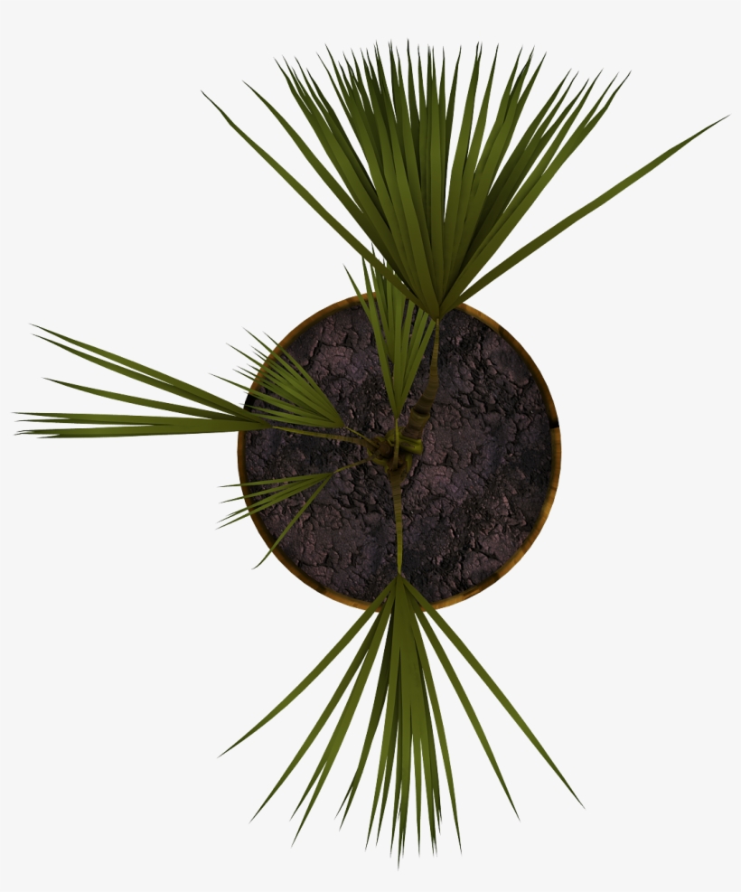 Planta06 - Directory, transparent png