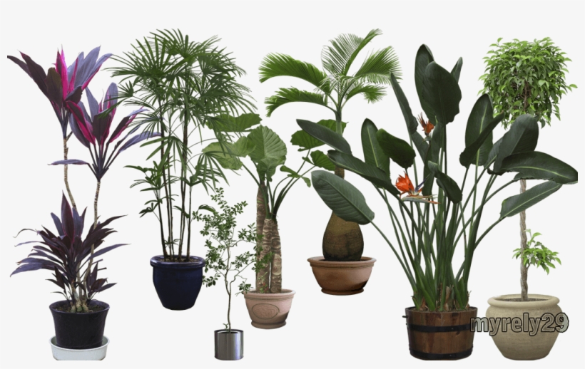 Plantaspost - Planta Png Fondo Transparente, transparent png