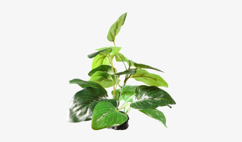 Esta Hermosa Planta Decorativa Fluval Aporta Un Aspecto - Fluval Artificial Plants Uk, transparent png
