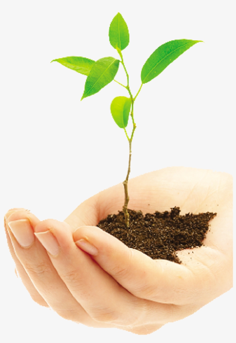 Plantas Png, transparent png