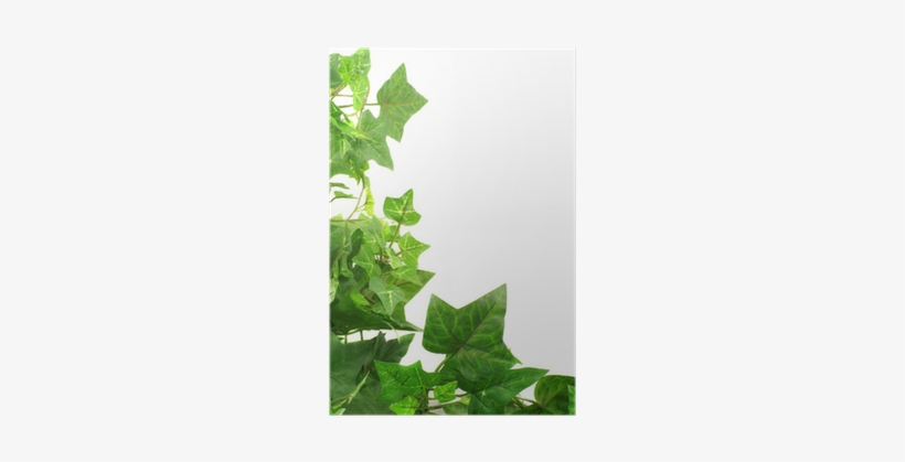 Ivy Leaf Border, transparent png