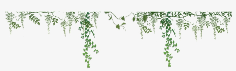 Ivy Border Related Keywords & Suggestions - Portable Network Graphics, transparent png