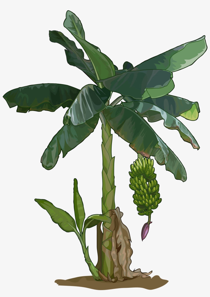 Archivo - Platanera - Platanera Png, transparent png