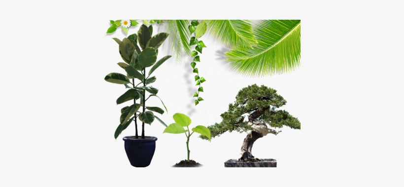 Theo - Transparent Images Of Bonsai Trees, transparent png