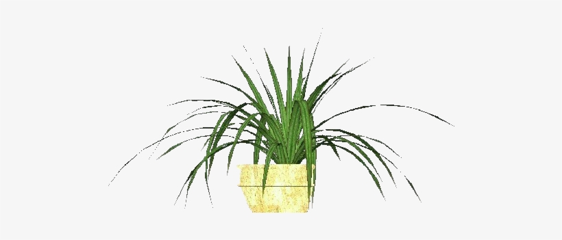 Plantas 3d - Falangio - Tillandsia Air Plant Png, transparent png