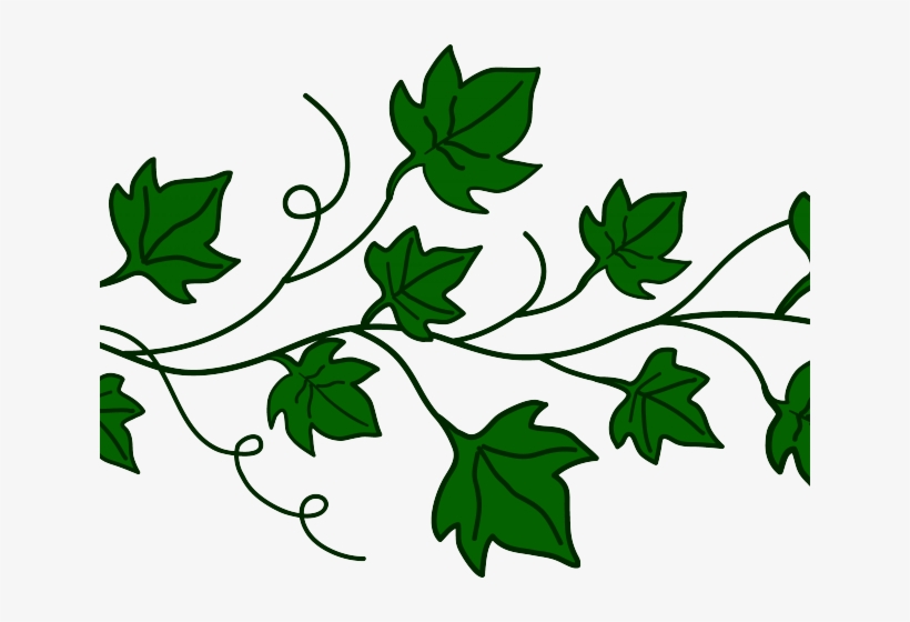 Border Clipart Ivy - Pumpkin Vine Clip Art, transparent png