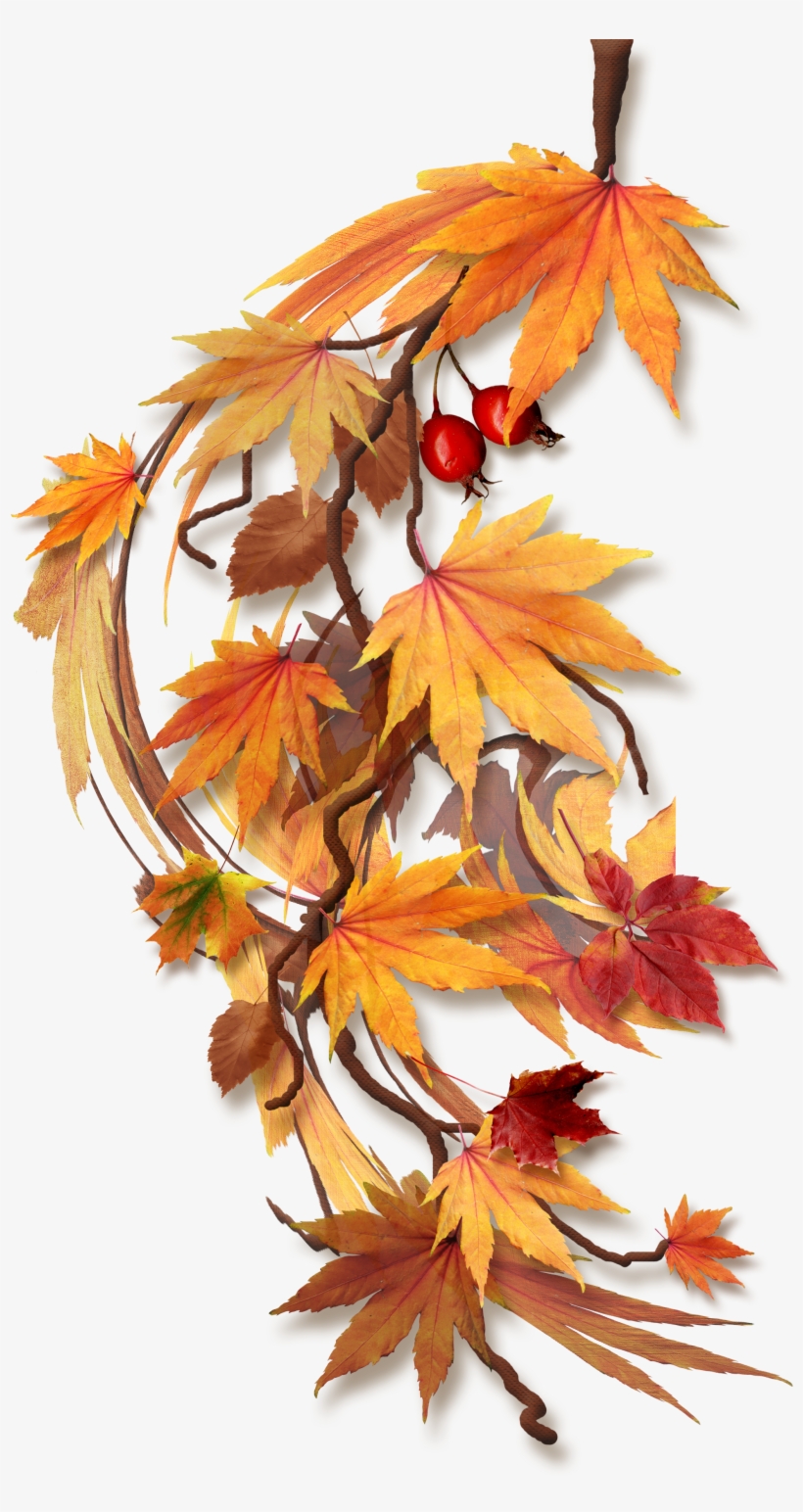 Trouvé Sur Http - Feuilles D Automne Png, transparent png