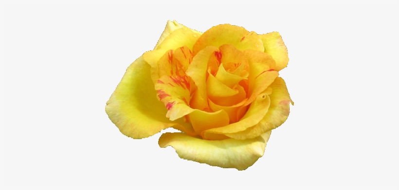 Yellow Rose Flower Png, transparent png
