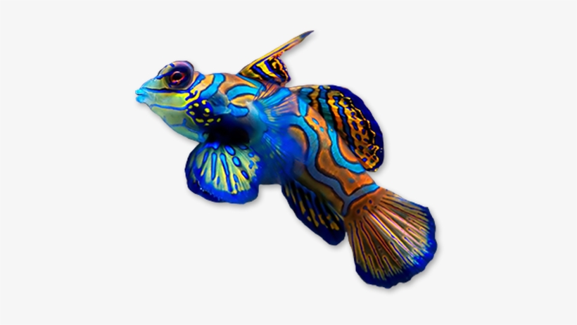 Marine Life - Coral Reef Fish Png, transparent png