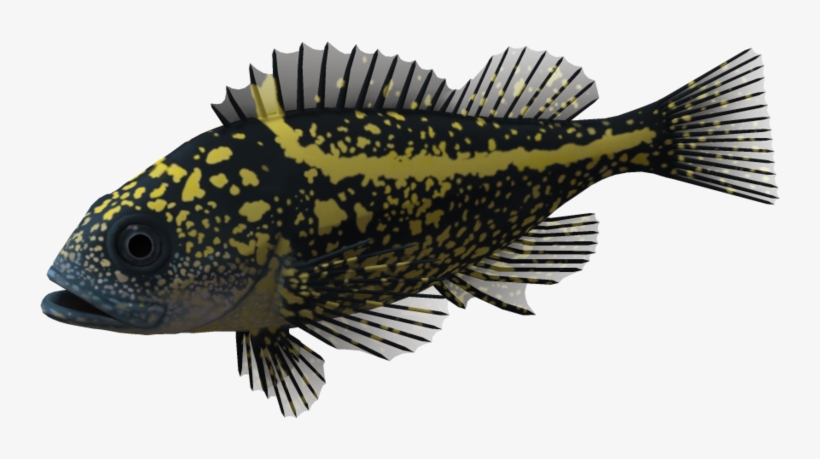 School Of Fish Png - Fish, transparent png