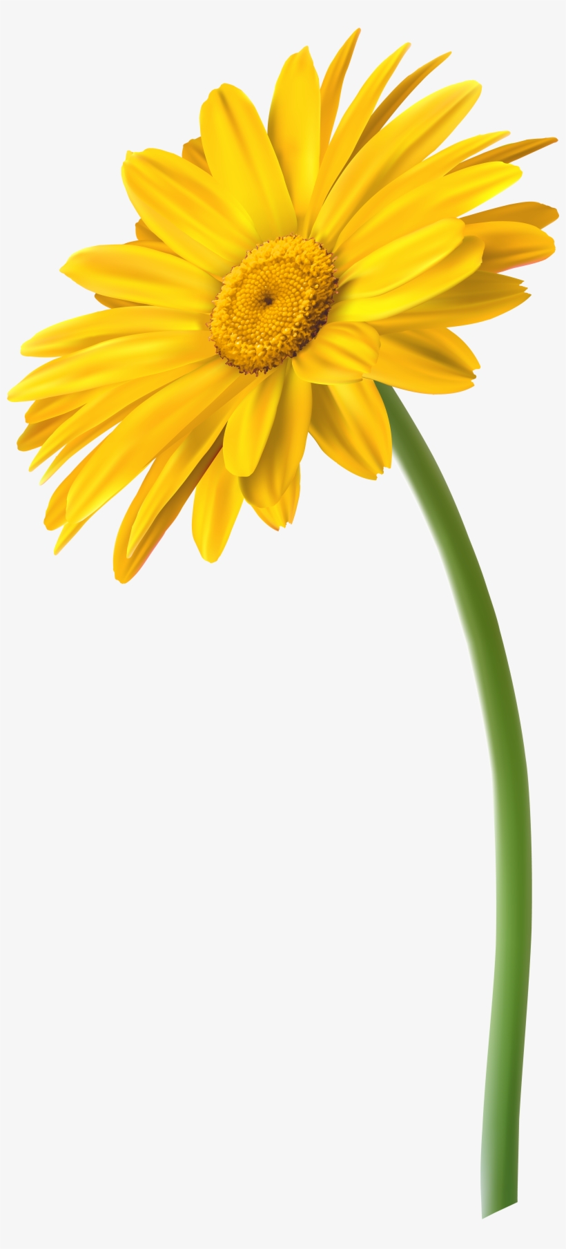 Yellow Gerbera Flower Png Clip Art Image, transparent png