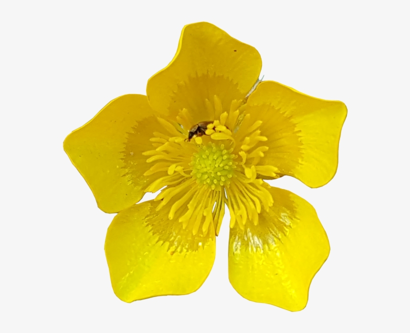 Buttercup Flower With Insects No Background Plants - Yellow Flowers On Transparent Background, transparent png