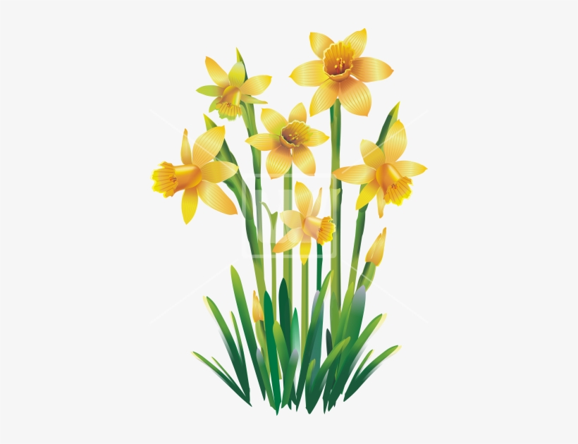 Yellow Jonquils Png - Transparent Clip Art Png Only Images Of Yellow Daffodils, transparent png