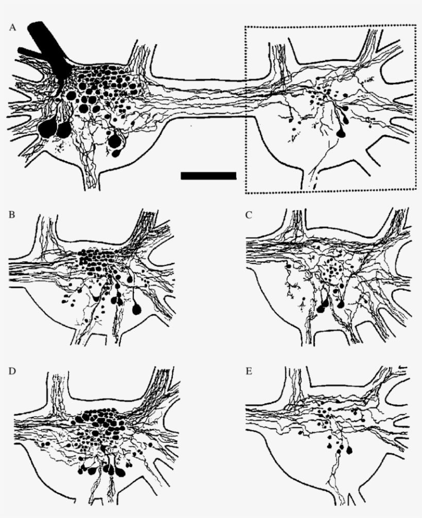 A) Camera Lucida Tracing Of The Ventral Surface Of - Clip Art, transparent png