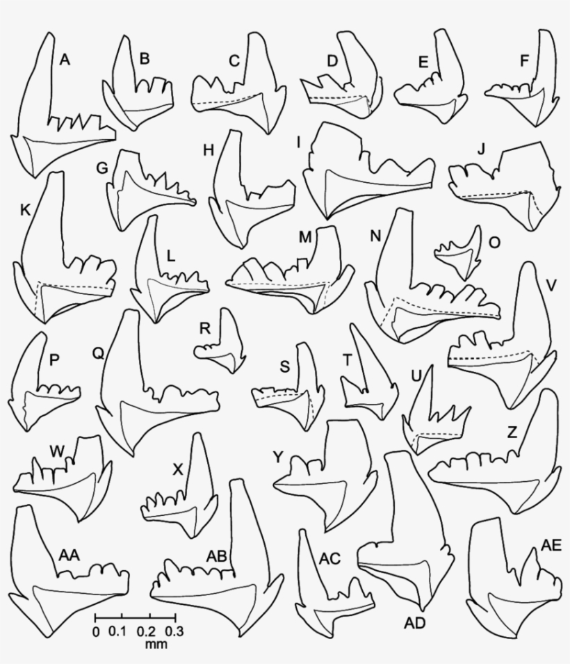 Camera Lucida Drawings Of P Elements Of Microzarkodina - Drawing, transparent png
