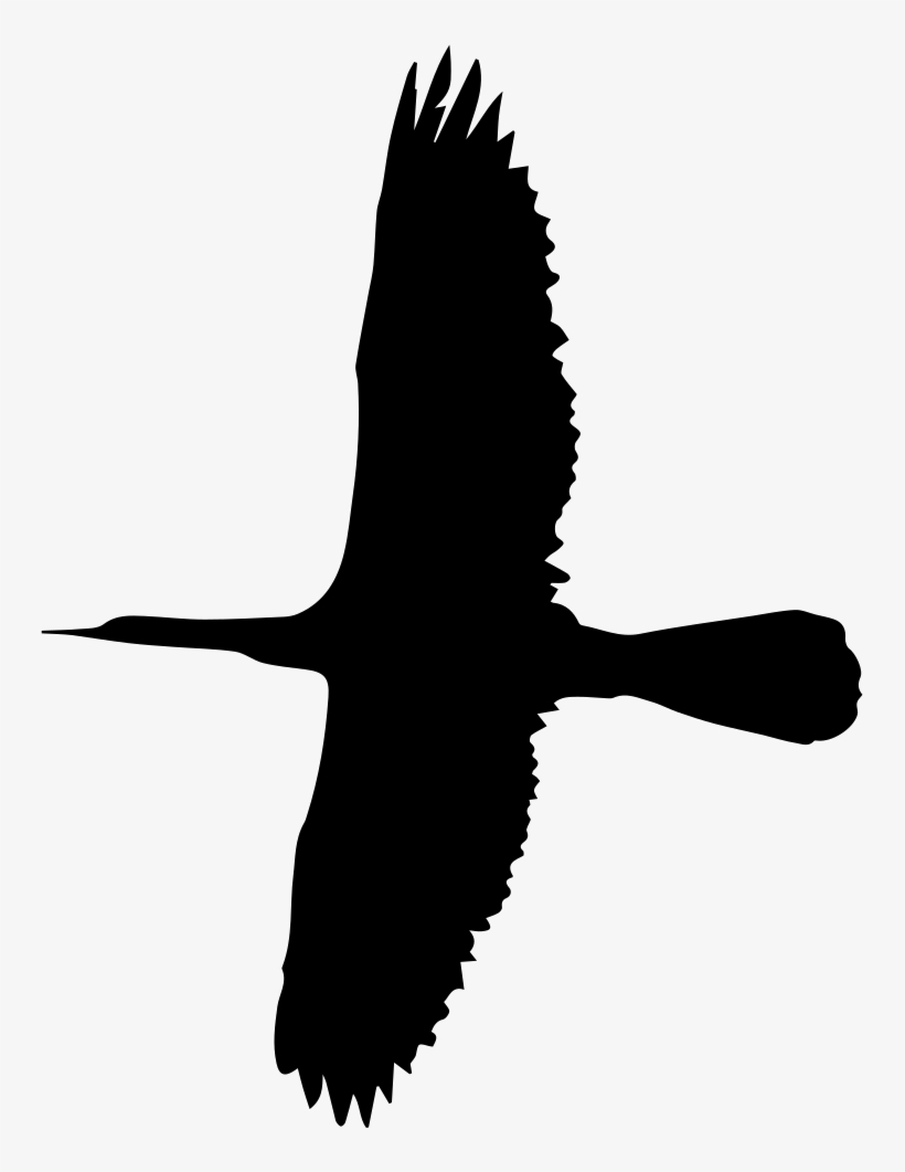 Flying Big Bird Shape Comments - Grande Pássaro, transparent png