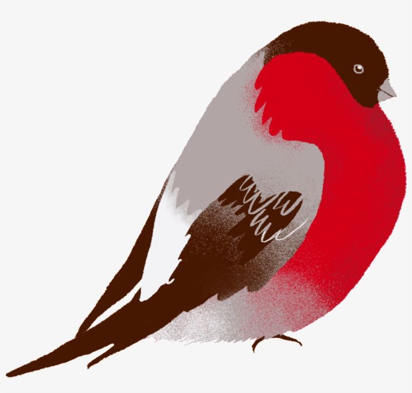 The Bird Png Transparent Vivid Hand Painted Lifelike - Vector Graphics, transparent png