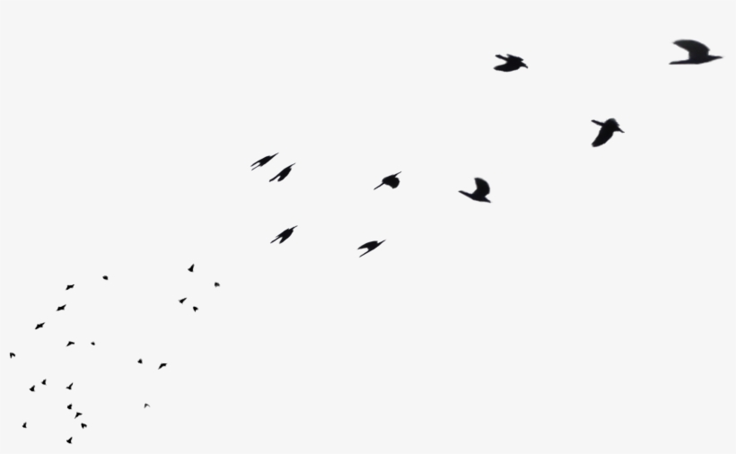 Flock, transparent png