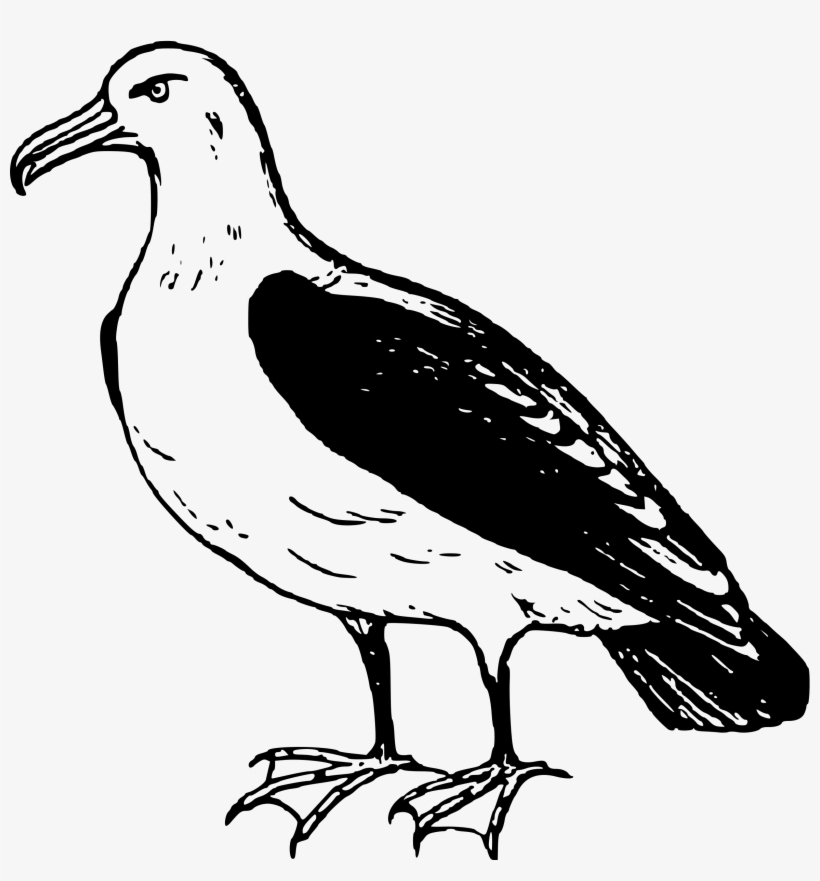 Clip Art Free Download Clipart Big Image Png - Albatross Clipart, transparent png