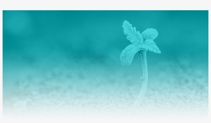 Macro Photography, transparent png