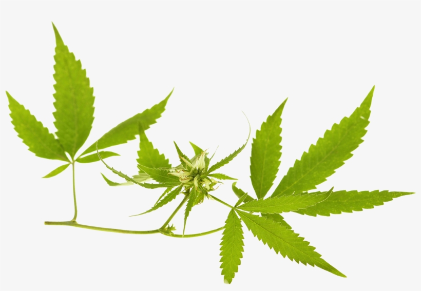 Cannabis Banner Png, transparent png