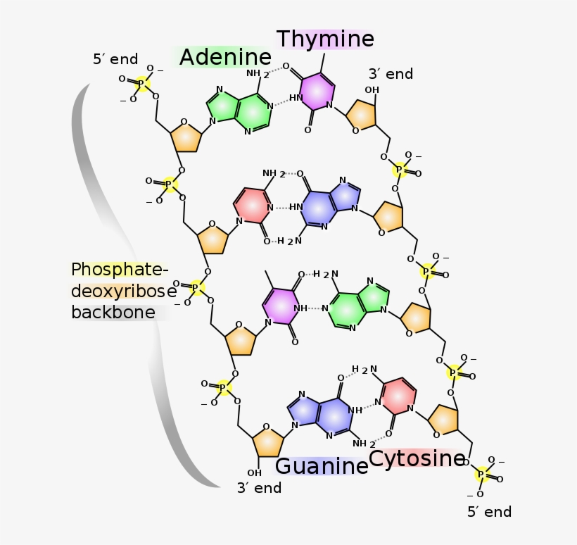 Image From Wikipedia - Dna Chemical Structure, transparent png