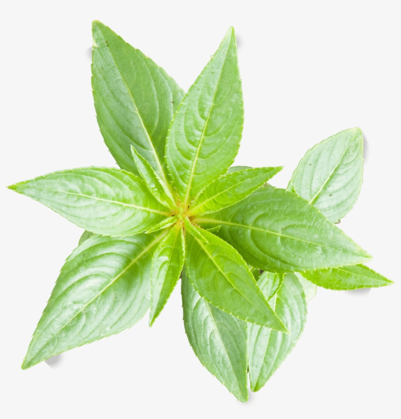 Peace Naturals Project Cannabis Plant Growth Stages - Liquidambar Orientalis Leaf, transparent png