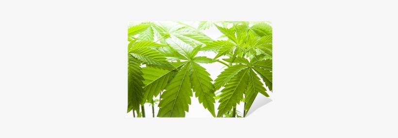 Cannabis, transparent png