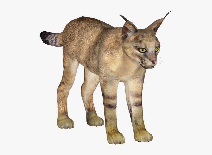 Jungle Cat - Cat, transparent png