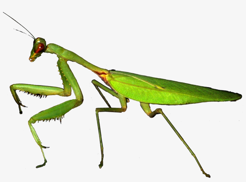European Mantis Mante Religieuse - Mante Religieuse Et Sauterelle, transparent png