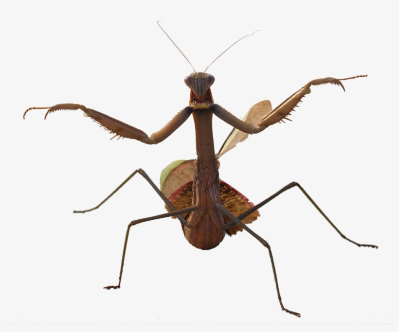 Mantis Png Hd - Beetles With Long Legs, transparent png