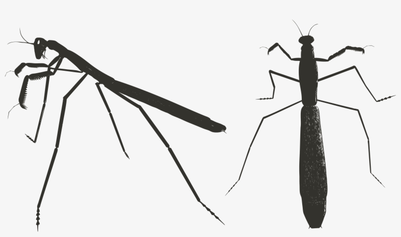 Mantis Png Pic - Praying Mantis, transparent png