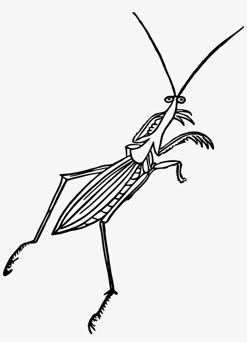 Mantis Png, transparent png