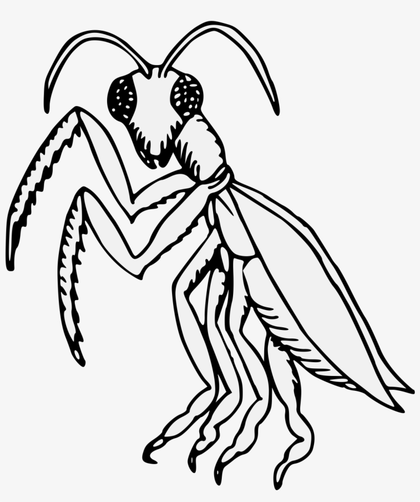 Details, Png - Gamora, transparent png