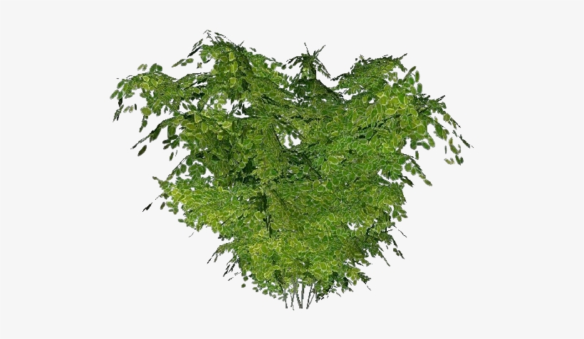 Matojos 3d - Arbusto - Trees With No Background, transparent png