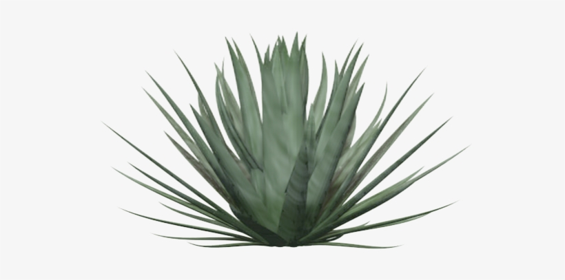 Anterior Siguiente - Yucca Faxoniana, transparent png