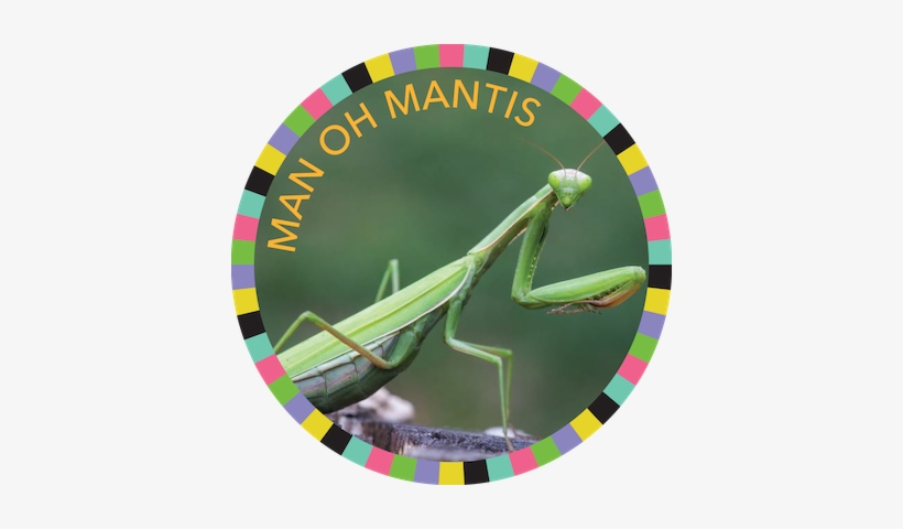 Man Oh Mantis Image - Praying Mantises, transparent png