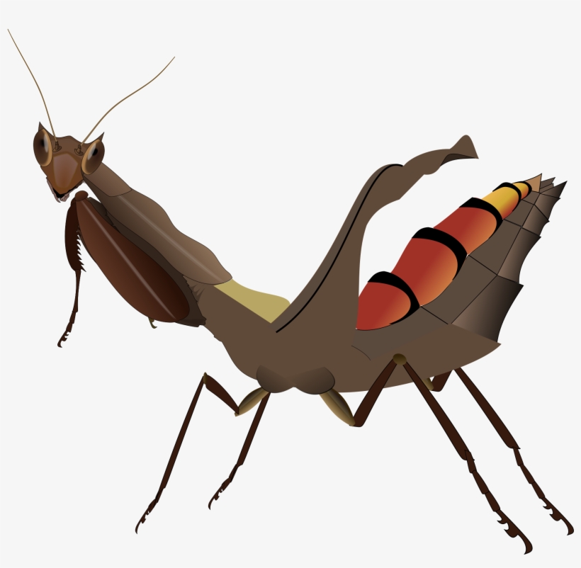 Open - Acanthops Falcataria, transparent png