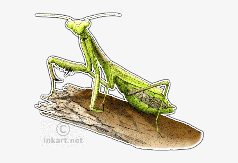 California Praying Mantis - Praying Mantis Dark Art, transparent png
