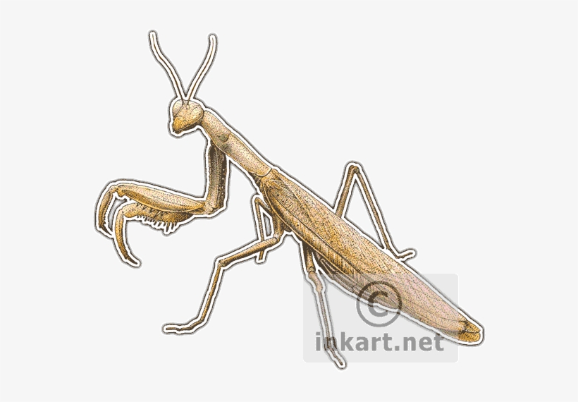 Praying Mantis Decal - Art, transparent png