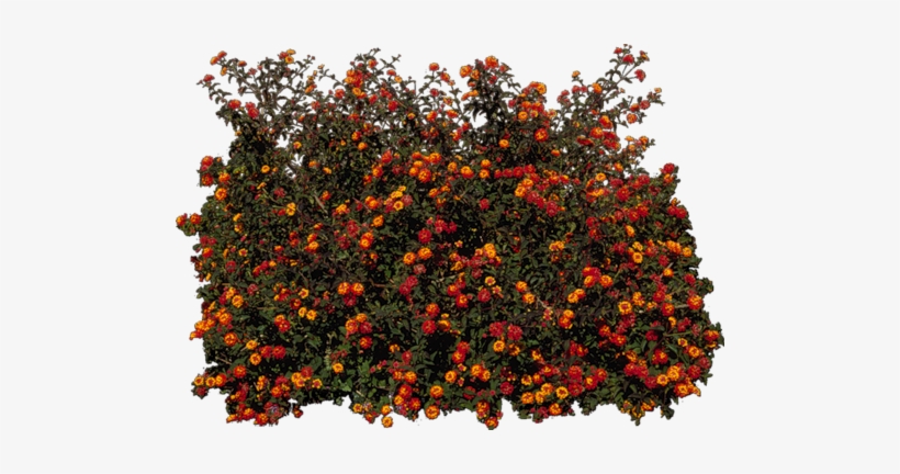 Zielono I Wiosennie - Arbusto Lantana Png, transparent png