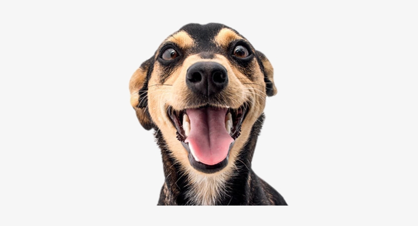 Doe Quanto Puder - Dog, transparent png