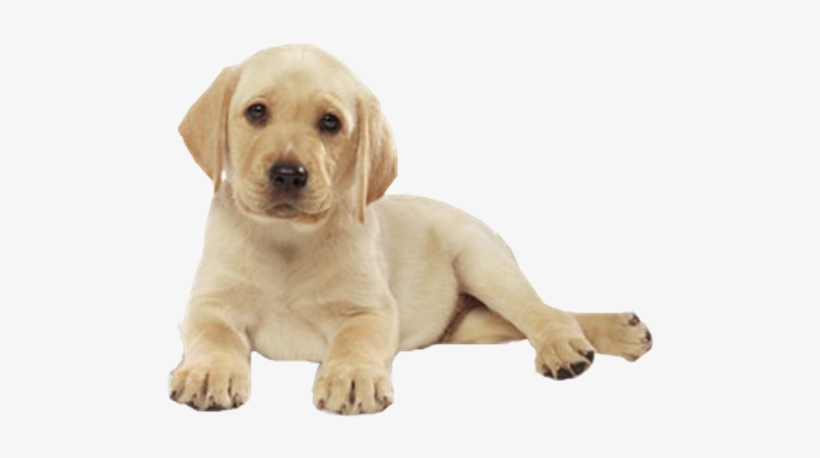 Cachorro Deitado Png - Yks Bluetooth Tracer Gps Locator Alarm Key Pet Dog, transparent png