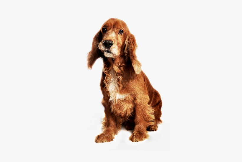 Png - Cachorros - Cachorro, transparent png