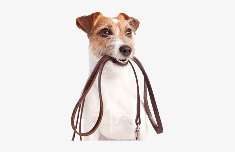 Você Tem O Hábito De Levar O Seu Melhor Amigo Para - Cute Dog On Lead, transparent png